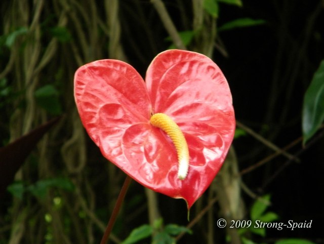 anthurium