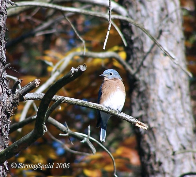 Bluebird-of-Consternation