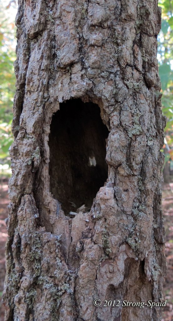 The-Yawning-Tree-smaller_1