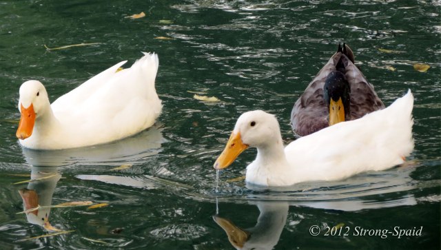 Duck-reflections_1