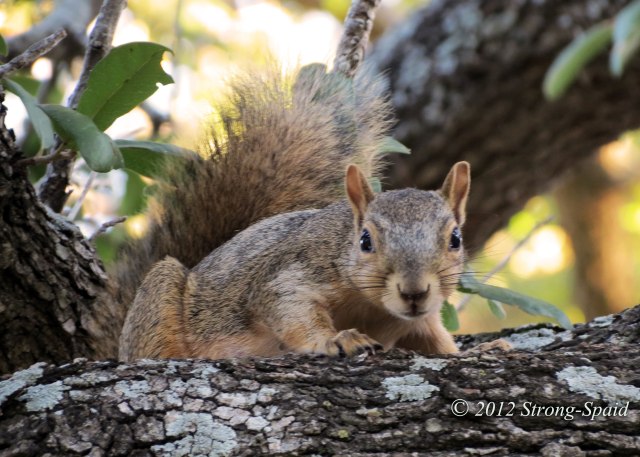 Squirrel-in-tree