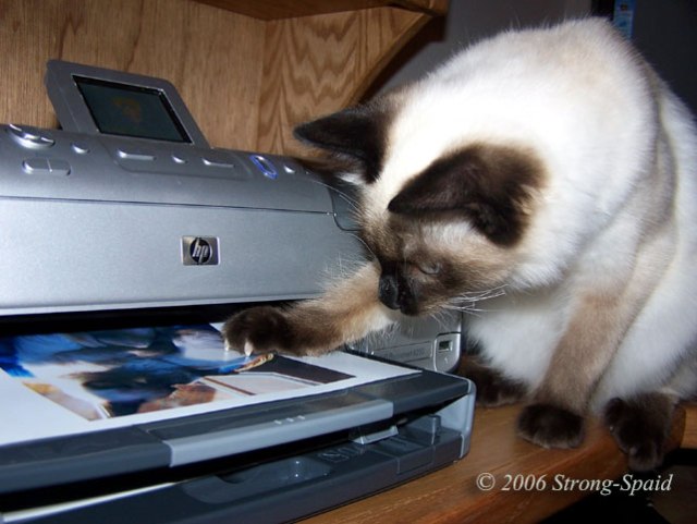 printer-cat
