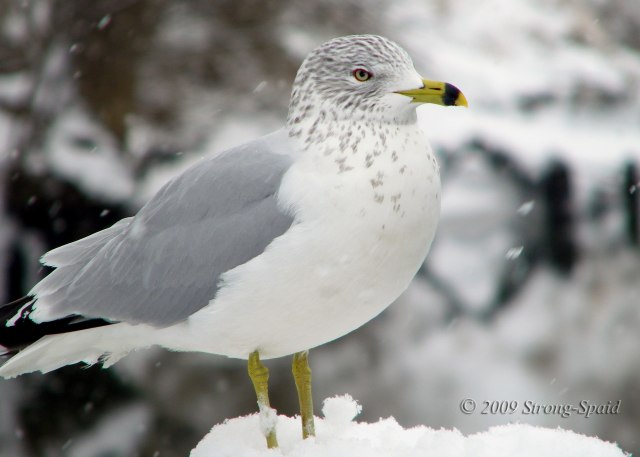 bird-in-snow