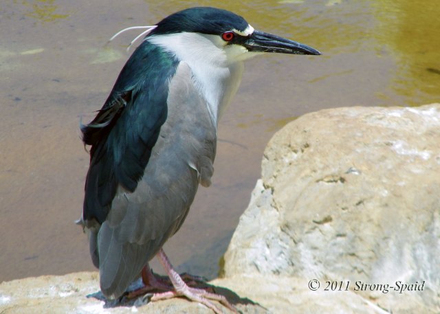Black-Crowned-Night-Heron