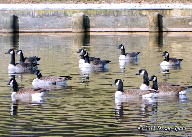 Canada-Geese-in-lake