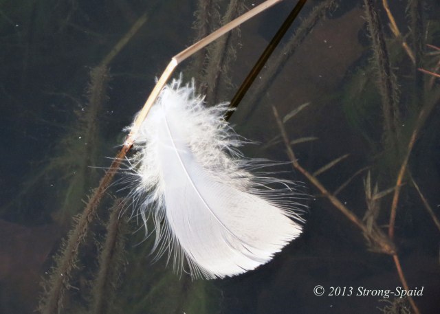 Canada-goose-feather