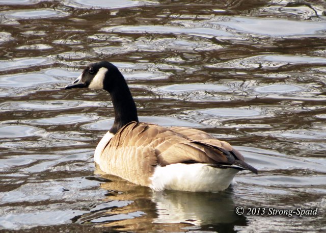 Canada-Goose