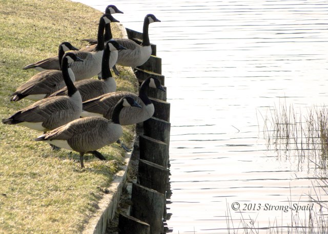 Geese-on-the-edge