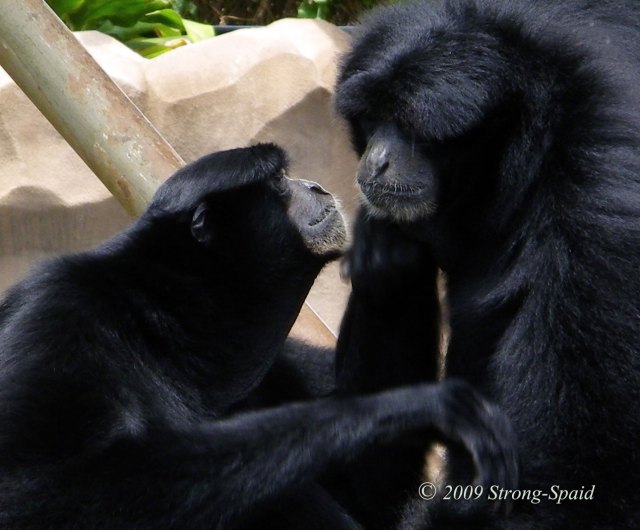 Gibbons-at-Honolulu-Zoo