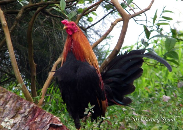Pali-Ridge-Rooster