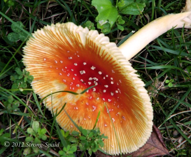 Orange-Mushroom