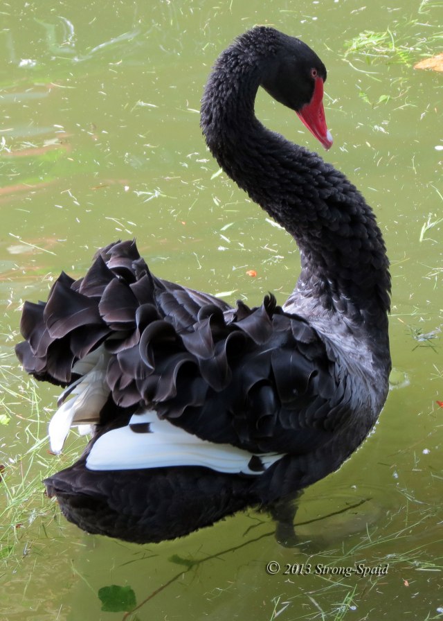 Black-Swan_1