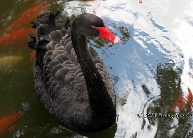 Black-Swan_2