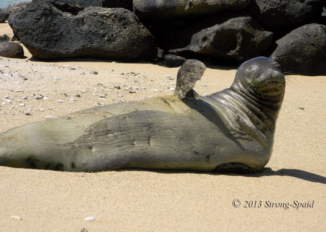 Hawaiian-Monk-Seal