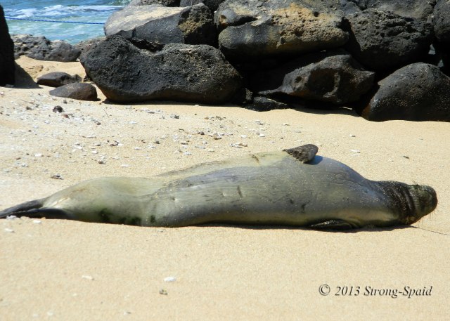 Sleeping-Monk-Seal