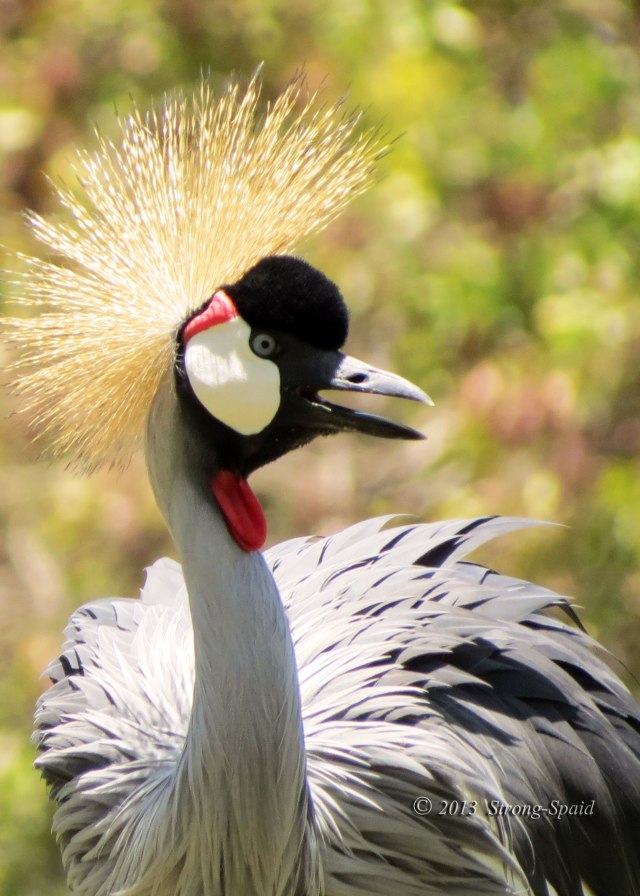 Bird-with-hair-style
