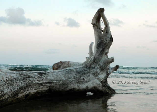 Driftwood-Yoga