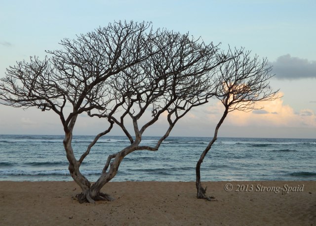 Trees-on-the-beach