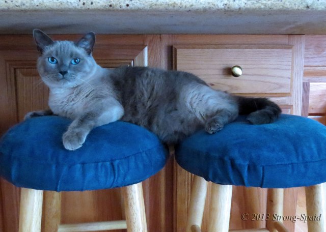 Sitting-on-Cat-Chairs