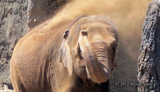 Elephant-blowing-smoke