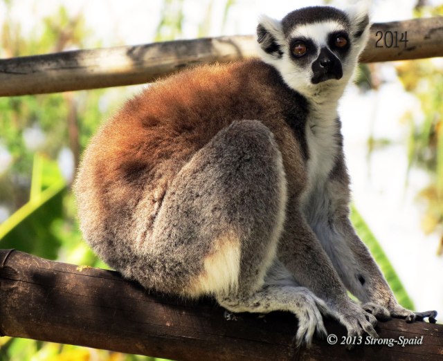 New-Years-Lemur