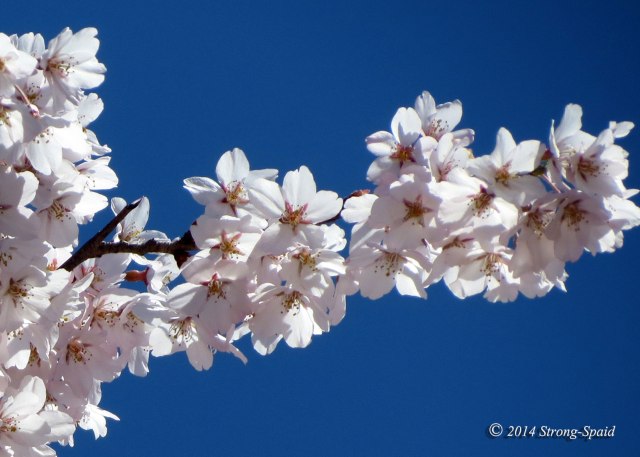 Cherry-blossom_7