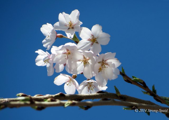 Cherry-blossoms_1