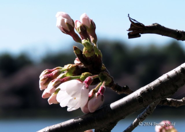 Cherry-blossoms_2