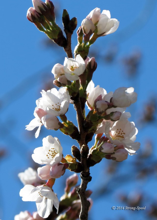 Cherry-blossoms_3