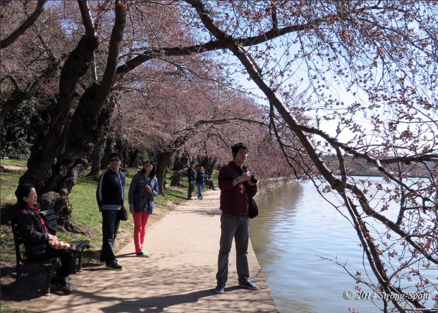 Cherry-blossoms_6