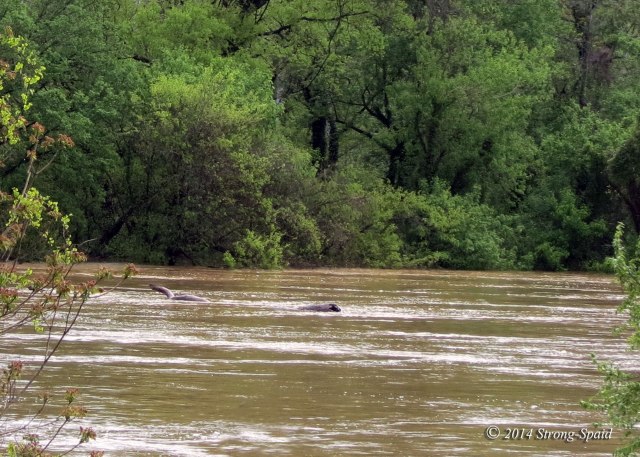 Rappahannock-River_4