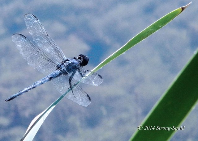 Dragonfly_2a