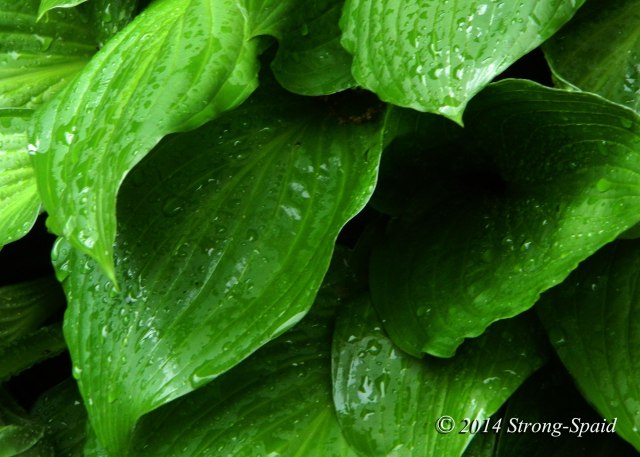 Hostas-after-Rain
