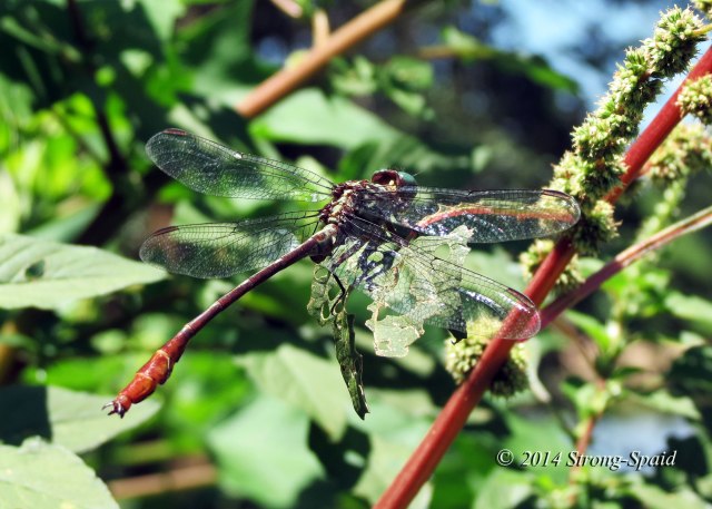 striped-dragonfly_7