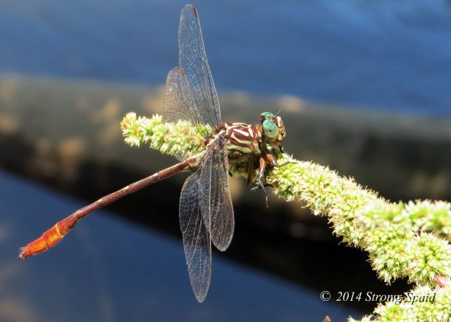 Striped_dragonfly_3