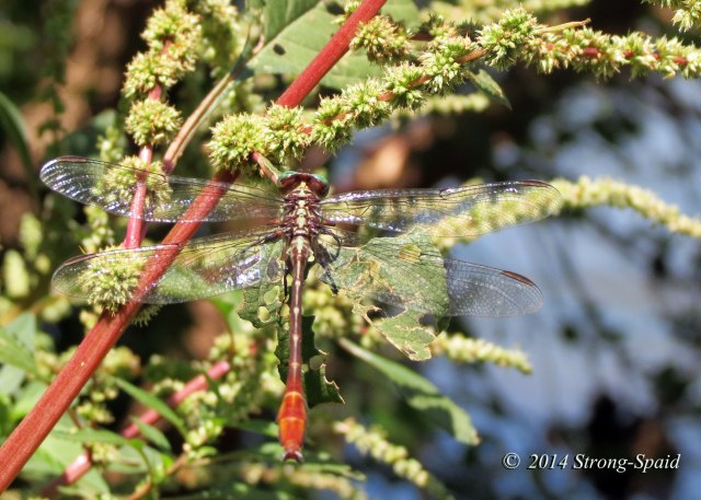 Striped_dragonfly_5