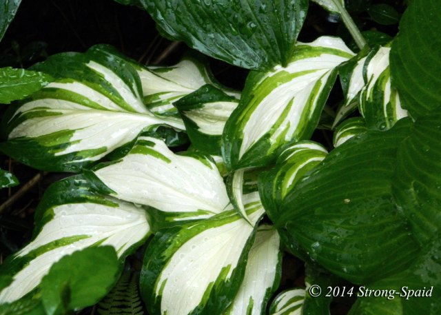 Varigated-Hostas