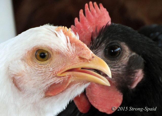 Chicken-Photo-Bombing