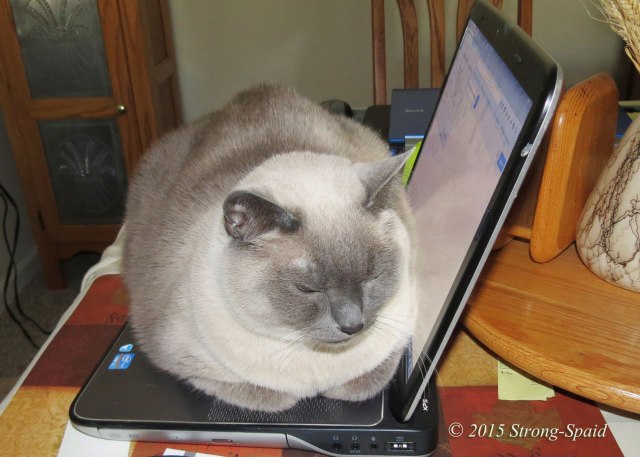 Furry-Writer's-Block_1