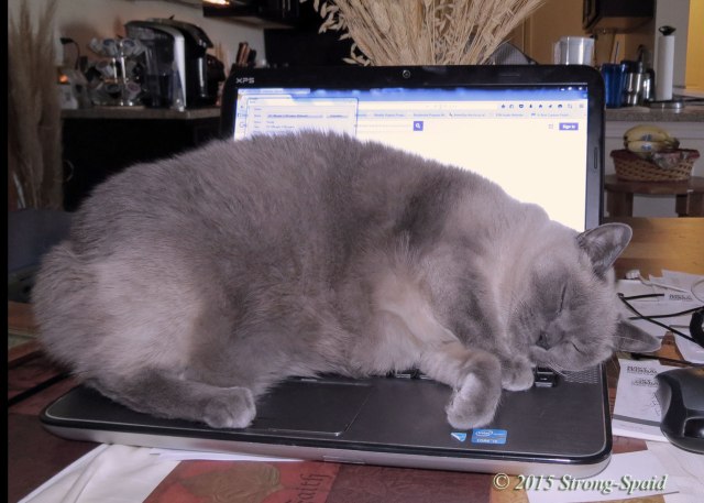 Furry-Writer's-Block_4