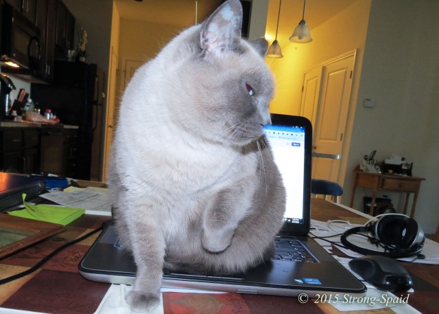 Furry-Writer's-Block_6