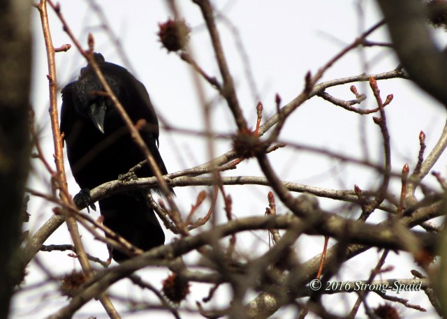 Crow-in-a-Tree