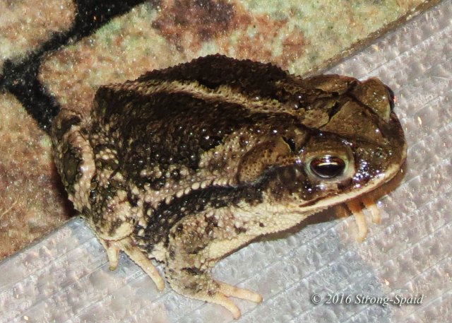 Toad-escaping-rain
