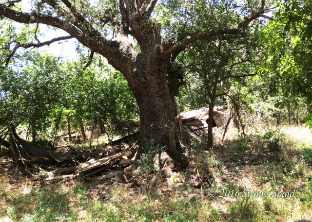 Live-Oak-Tree