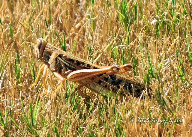 Texas-Grasshopper