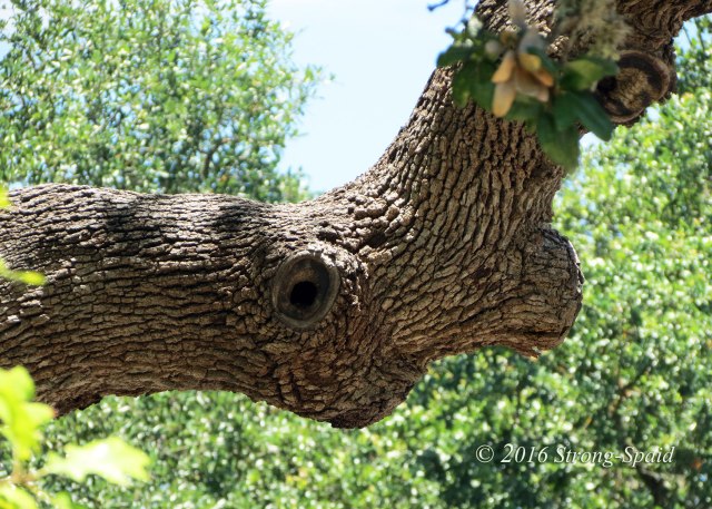 Texas-Live-Oak-branch