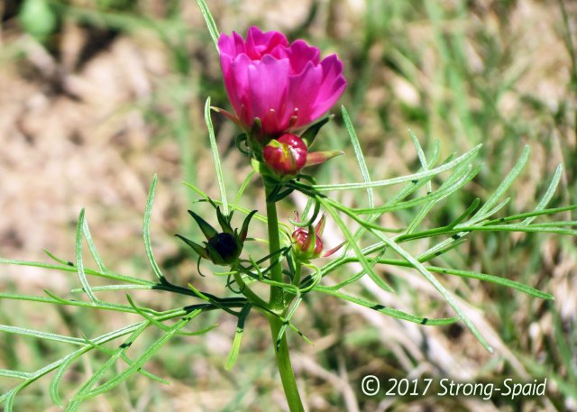 beautiful-wildflower