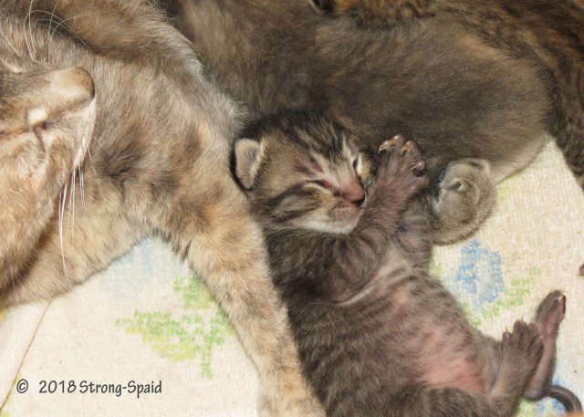 Foster Kitten's Grateful Prayer