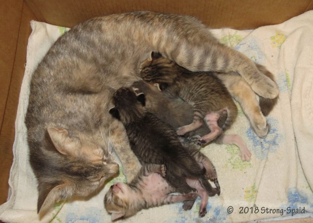Foster Kittens with mom