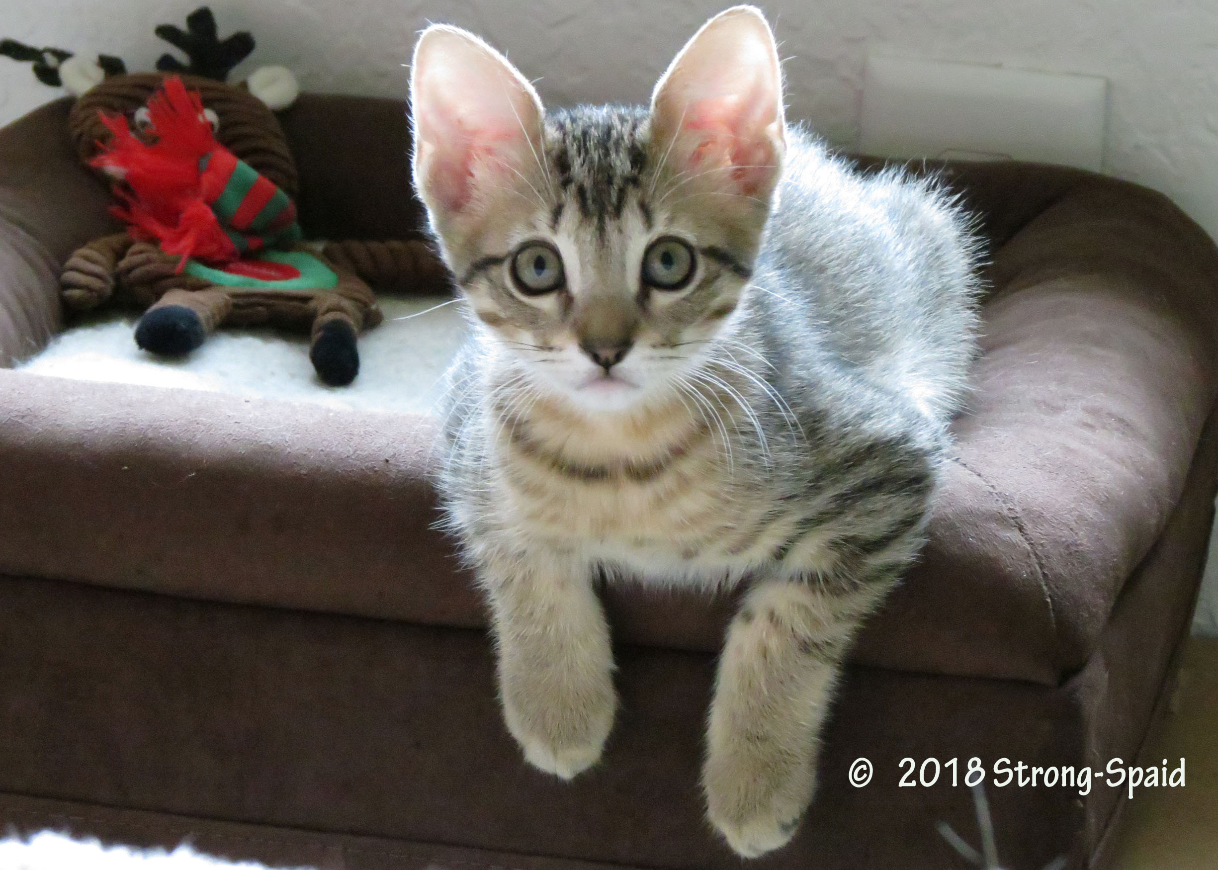 Waiting for Adoption